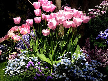 Pink Tulips, pink, nature, flowers, tulips HD wallpaper