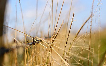 Grass, Macro, Shine, Light, Focus HD wallpaper