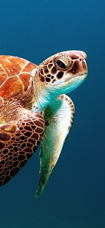 Turtle elegance, Striking , Mesmerizing sea turtles, Beautiful marine creatures HD phone wallpaper