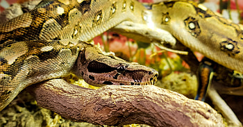 Boa Constrictor, Boa constrictors, Morphmarket reptile community HD wallpaper