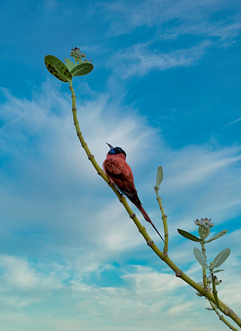 Animals, Feather, Bird, Beak, Branch HD phone wallpaper