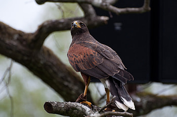 Animals, Bird, Brown, Predator, Wildlife, Hawk HD wallpaper