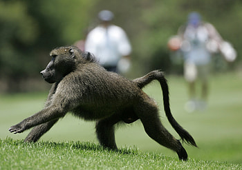 Ninja baboons, Stealth tactics, Food raiders, Sneaky behavior HD wallpaper