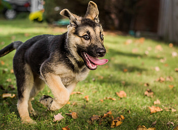 Playful, German Shepherds HD wallpaper