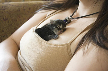 close to the heart, kitten, close, girl, pet, heart HD wallpaper