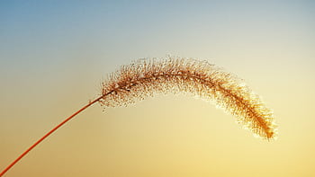 Close-up of backlit grass with dew at sunrise, creating a serene and natural . HD wallpaper
