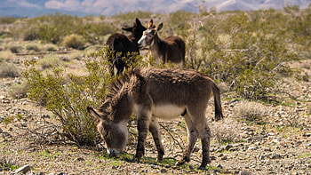Animal, donkey HD wallpaper