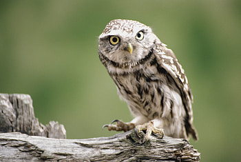 Animals, Owl, Bird, Branch, Predator HD wallpaper