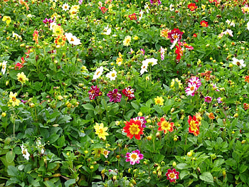 Flowers, Bright, Colorful, Positive HD wallpaper