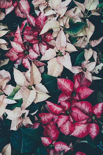 Flowers, Leaves, Plant, Bloom, Flowering HD phone wallpaper