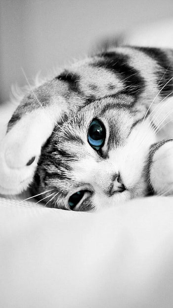 Blue-eyed cuteness, Ultra , Adorable kitten, Mobile HD phone wallpaper