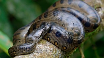 Anaconda, Habits hunting, Diet, Live science HD wallpaper