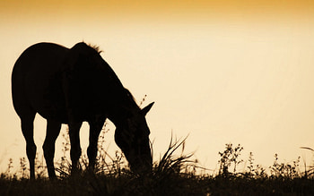 Food, Grass, Dark, Silhouette, Field, Horse HD wallpaper
