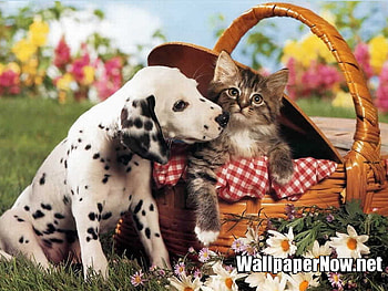Dalmatian and Kitty, basket, tabby cats, dalmatians, animals, dogs, cats HD wallpaper