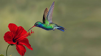 Hummingbird, Exotic flower visitor, Stunning colors, Mobile HD wallpaper