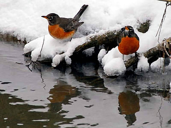 American Robin, american, robin HD wallpaper