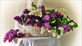 Basket, purple, white, flower HD wallpaper