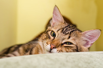 Animal, cat HD wallpaper