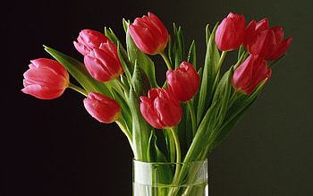 Red tulips in a vase, tulip, life, flower, red, vase, nature HD wallpaper