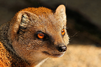 Mongoose, Agile predator, Camouflaged hunter, Wildlife close-up HD wallpaper