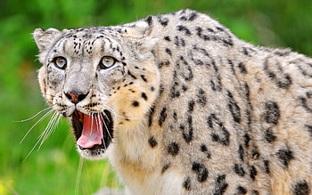Animals, Snow Leopard, Grin, Muzzle, Predator, Sight, Opinion, Open Mouth HD wallpaper