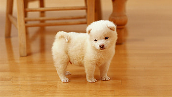 Akita, dog puppies, walk pets, cute animals HD wallpaper