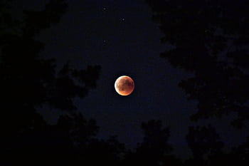 Captivating lunar eclipse with a blood moon silhouetted by trees against the starry night sky. HD wallpaper
