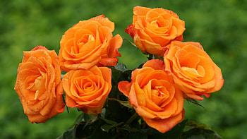 ROSES, PETALS, LEAVES, COLORS, STEMS HD wallpaper