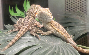 Baby Bearded Dragons, dragons, animals, lizards, reptiles, bearded HD wallpaper