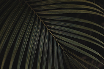 Nature, Plant, Sheet, Leaf, Carved HD wallpaper