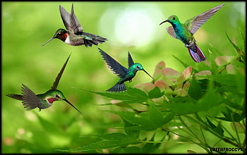FOUR HUMMING BIRDS, BIRDS, CREATION, HUMMING, FOUR HD wallpaper