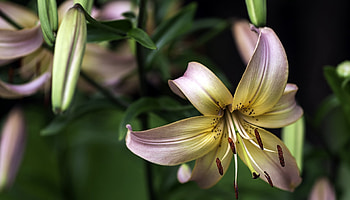 Tiger lily, Flowers, Nature, Buds, Lilies HD wallpaper