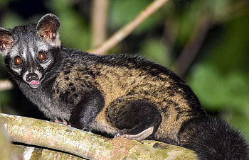 Common palm civet, iNaturalist observations HD wallpaper