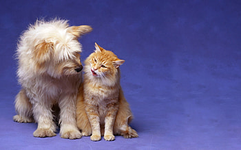 Animals, Friendship, Cat, Fluffy, Dog HD wallpaper