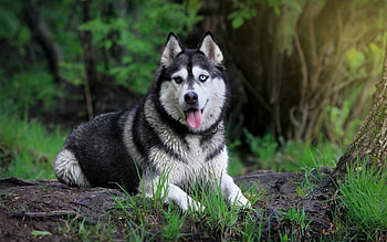 Forest, Siberian Huskies HD wallpaper
