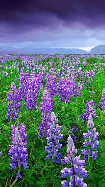 Bluebonnet, Sea of lupine, Purple flowers, Flower HD phone wallpaper