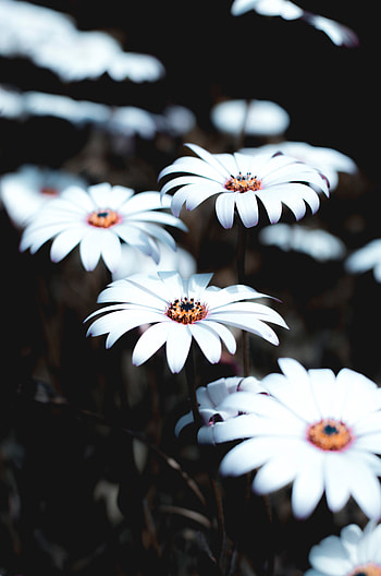 Flowers, Plant, Bloom, Flowering, African Chamomile, African Daisy, Osteospermum HD phone wallpaper