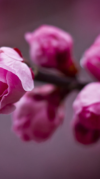 Pink, Pink Flower HD phone wallpaper