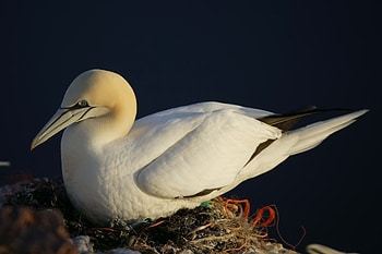 Animals, Bird, Gull, Seagull, Nest HD wallpaper
