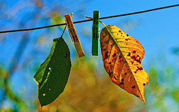 Sky, Autumn, Leaves, Macro, Clothespins, Rope, Hang HD wallpaper