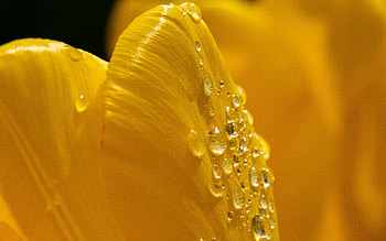 Water Drops on Leaf, drops, nature, leaf, water HD wallpaper