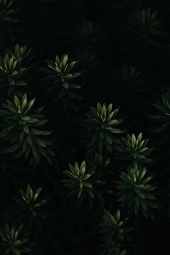 Leaves, Plant, Macro, Dark HD phone wallpaper