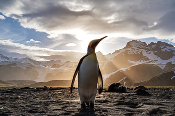 Penguin Looking Out , penguin, animals, nature HD wallpaper