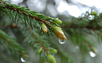 Macro, Branch, Fir, Spruce, Drop HD wallpaper