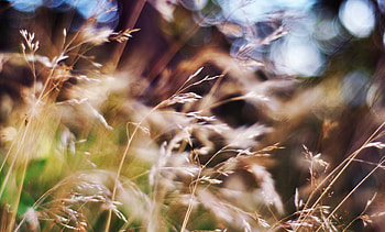 Nature, Blur, Field, Ears, Spikes HD wallpaper
