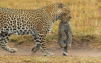 Leopard and Cub, animal, cat, leopard, cub HD wallpaper