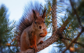 Animals, Squirrel, Pine, Branch HD wallpaper