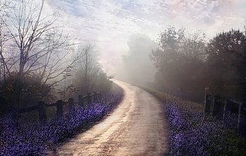 The walk home, purple, forests, nature, walk HD wallpaper