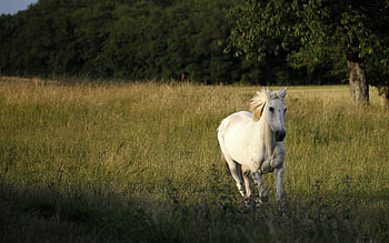 Animals, Grass, Field, Horse, Run Away, Run HD wallpaper