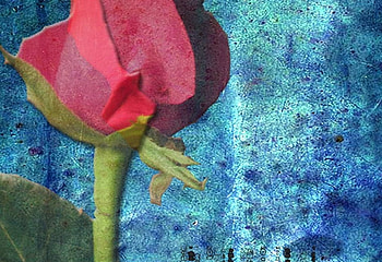Rose Shadow, red rose, art, blue mottled background HD wallpaper